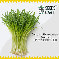 Onion Microgreen Seeds — microgreens sprouting | Grow indoors India | SeedsCart