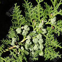Oriental Arbor-Vitae Seeds (Thuja orientalis)