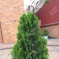 Oriental Arbor-Vitae Seeds (Thuja orientalis)
