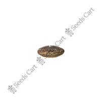 Jelly Bean Tree — tree leaves close-up | Native Indian tree seeds | SeedsCart