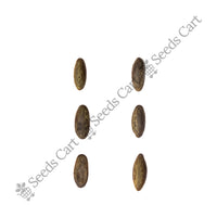 Jelly Bean Tree — tree seeds | Agroforestry seeds India | SeedsCart