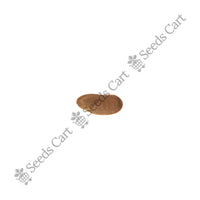 African Wattle Seeds — seeds close-up | High germination rate | SeedsCart