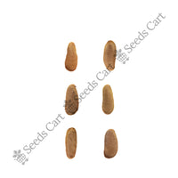 African Wattle Seeds — harvest ready plant | Grow at home India | SeedsCart