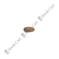 Canary Island Date Palm — tree leaves close-up | Native Indian tree seeds | SeedsCart