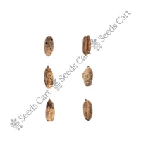 Canary Island Date Palm — tree seeds | Agroforestry seeds India | SeedsCart