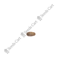 Canary Island Date Palm — growing sapling | Tree plantation seeds | SeedsCart