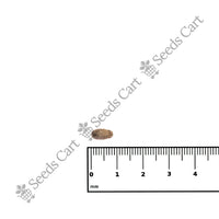 Canary Island Date Palm — full grown tree | ISF certified tree seeds | SeedsCart