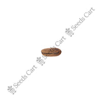 Indian Date Seeds — seeds close-up | High germination rate | SeedsCart