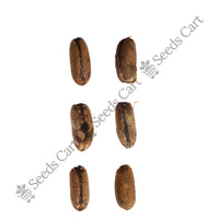 Indian Date Seeds — harvest ready plant | Grow at home India | SeedsCart