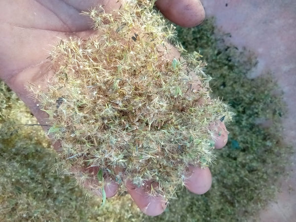 Stevia rebandiana Seeds (Sweetleaf)