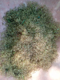 Stevia rebandiana Seeds (Sweetleaf)