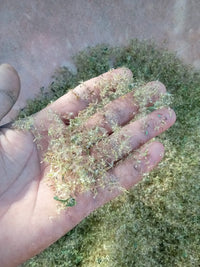 Stevia rebandiana Seeds (Sweetleaf)