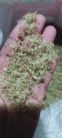 Stevia rebandiana Seeds (Sweetleaf)