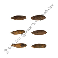 Chilghoza Pine Seeds — harvest ready plant | Grow at home India | SeedsCart