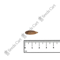 Chilghoza Pine Seeds — growing seedlings | ISF certified seeds | SeedsCart