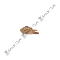 Chir Pine Seeds — seeds close-up | High germination rate | SeedsCart