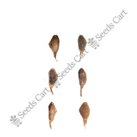 Chir Pine Seeds — harvest ready plant | Grow at home India | SeedsCart