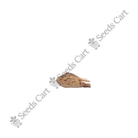 Chir Pine Seeds — mature plant in pot | Kitchen garden seeds | SeedsCart