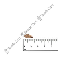 Chir Pine Seeds — growing seedlings | ISF certified seeds | SeedsCart