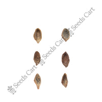 Himalayan Blue Pine Seeds — harvest ready plant | Grow at home India | SeedsCart