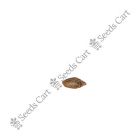 Himalayan Blue Pine Seeds — mature plant in pot | Kitchen garden seeds | SeedsCart