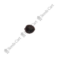 Hawaiian Fan Palm — mature tree | Forestry and reforestation seeds | SeedsCart