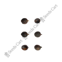 Hawaiian Fan Palm — tree leaves close-up | Native Indian tree seeds | SeedsCart