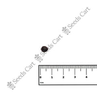 Hawaiian Fan Palm — growing sapling | Tree plantation seeds | SeedsCart