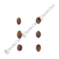 Chilean Mesquite Seeds — seeds close-up | High germination rate | SeedsCart