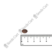 Chilean Mesquite Seeds — mature plant in pot | Kitchen garden seeds | SeedsCart