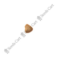 Common Guava Seeds — seeds close-up | High germination rate | SeedsCart