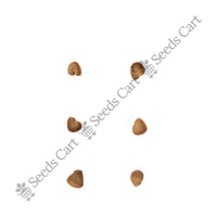 Common Guava Seeds — harvest ready plant | Grow at home India | SeedsCart