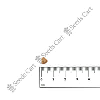 Common Guava Seeds — growing seedlings | ISF certified seeds | SeedsCart