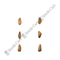 Pomegranate Seeds — harvest ready plant | Grow at home India | SeedsCart