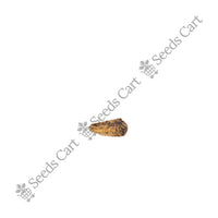 Pomegranate Seeds — mature plant in pot | Kitchen garden seeds | SeedsCart