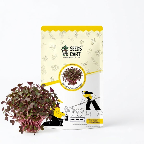 Pak Choi Red Microgreen Seeds