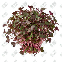 Pak Choi Red Microgreen Seeds