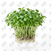 Pak Choi Green Microgreen Seeds