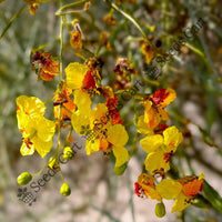 Jelly Bean Tree — mature tree | Forestry and reforestation seeds | SeedsCart