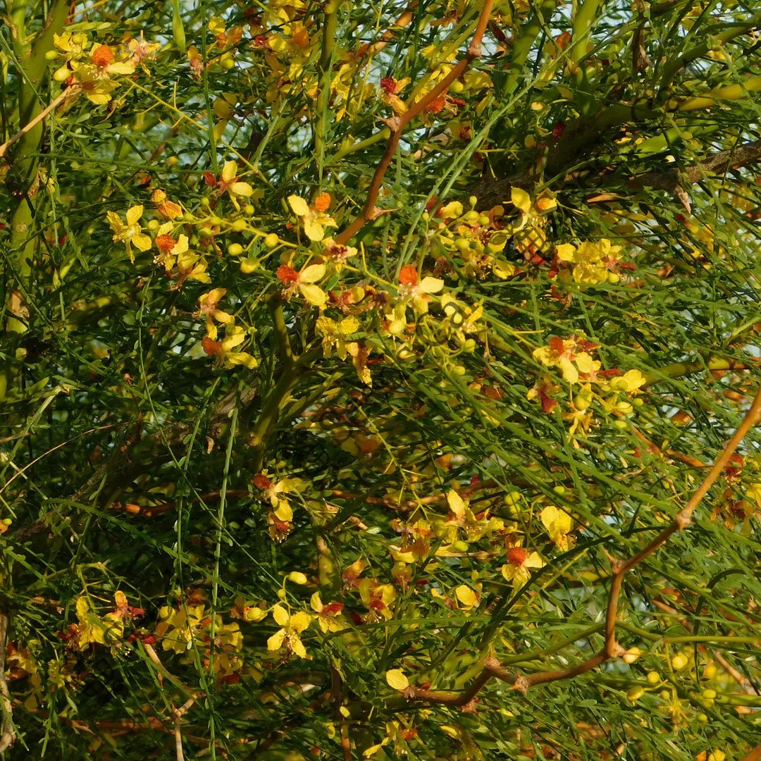 Jelly Bean Tree — seed packet | Buy tree seeds online India | SeedsCart