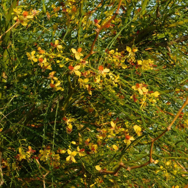 Jelly Bean Tree — seed packet | Buy tree seeds online India | SeedsCart
