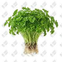 Parsley Curled Microgreen Seeds