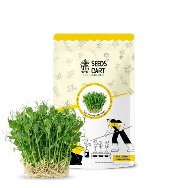 Peas Microgreen Seeds