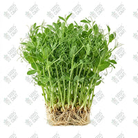 Peas Affilia Microgreen Seeds
