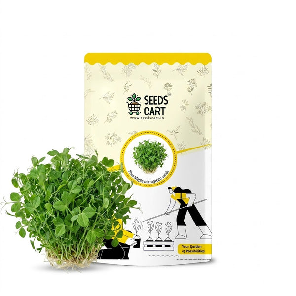 Peas Maple Microgreen Seeds