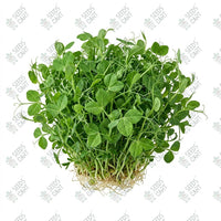 Peas Maple Microgreen Seeds