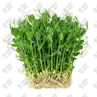 Peas Microgreen Seeds
