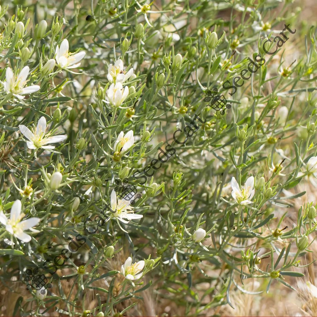 Buy Syrian Rue Seeds (Peganum harmala) Online | SeedsCart