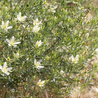 Syrian Rue Seeds — seed packet | Buy vegetable seeds online India | SeedsCart