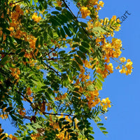 African Wattle Seeds — plant growing in garden | Non-GMO vegetable seeds | SeedsCart